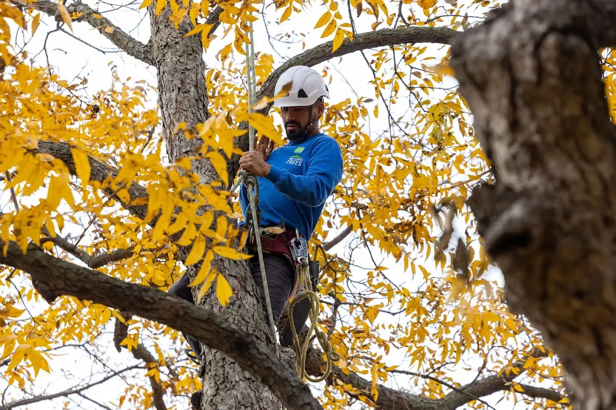 Skilled Tree Transplanting crew working in Yutan